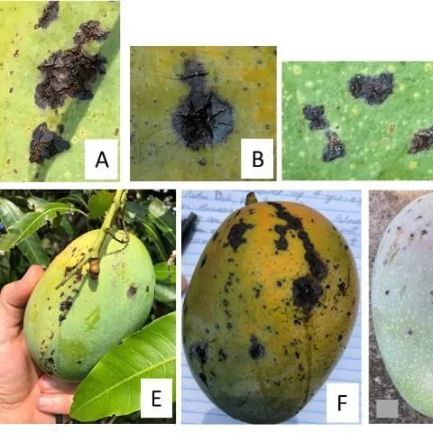 thumbnail for publication: Bacterial Black Spot (BBS) of Mango in Florida